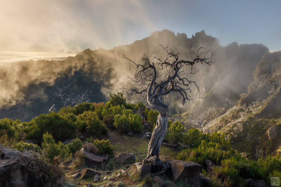 Morning Mist
