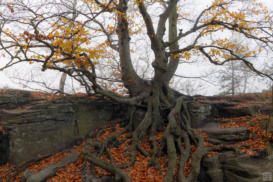 Alte Buche im Nebel