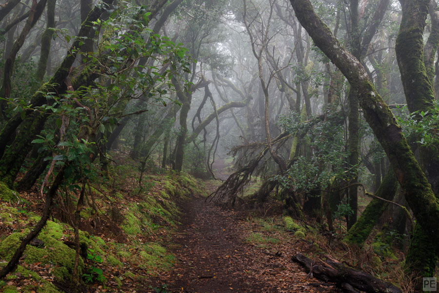 deep-forest - tiefer Wald