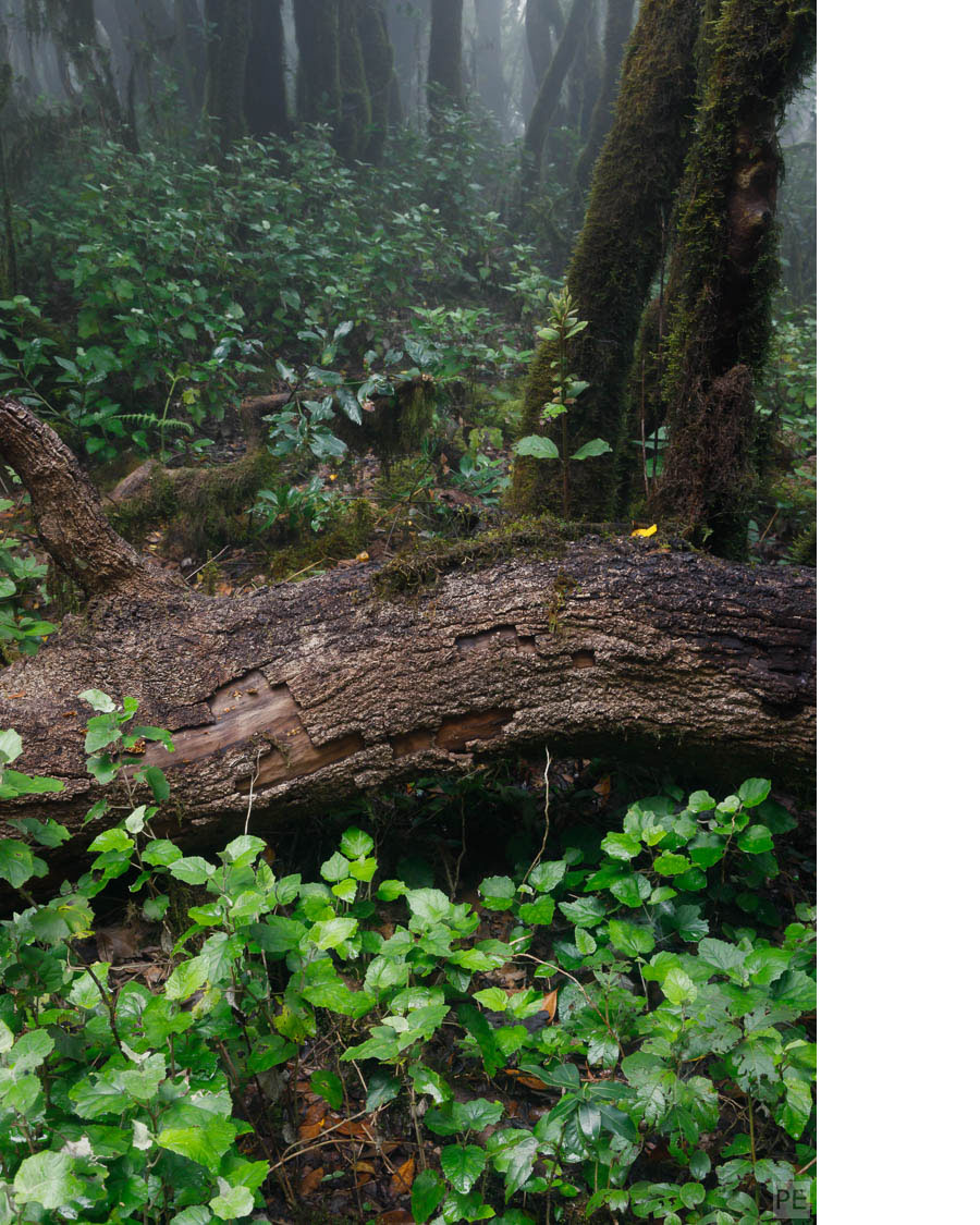 Green Forest - Farben im Wald