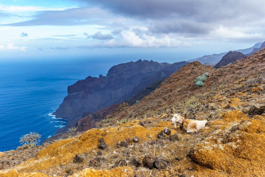 La Gomera - Berglandschaft mit Ziege