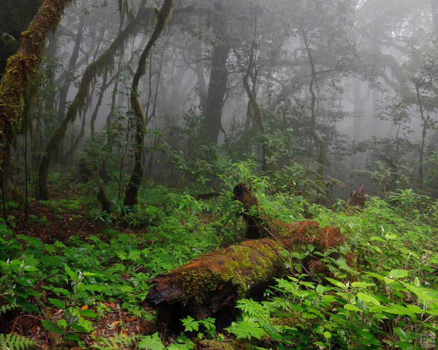 Misty Forest - Nebelwald
