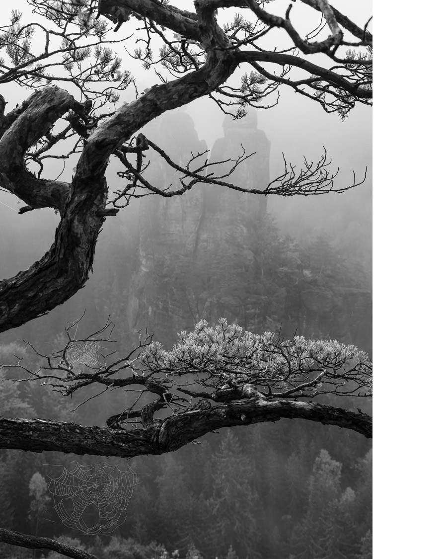 Sächsische Schweiz Morgennebel