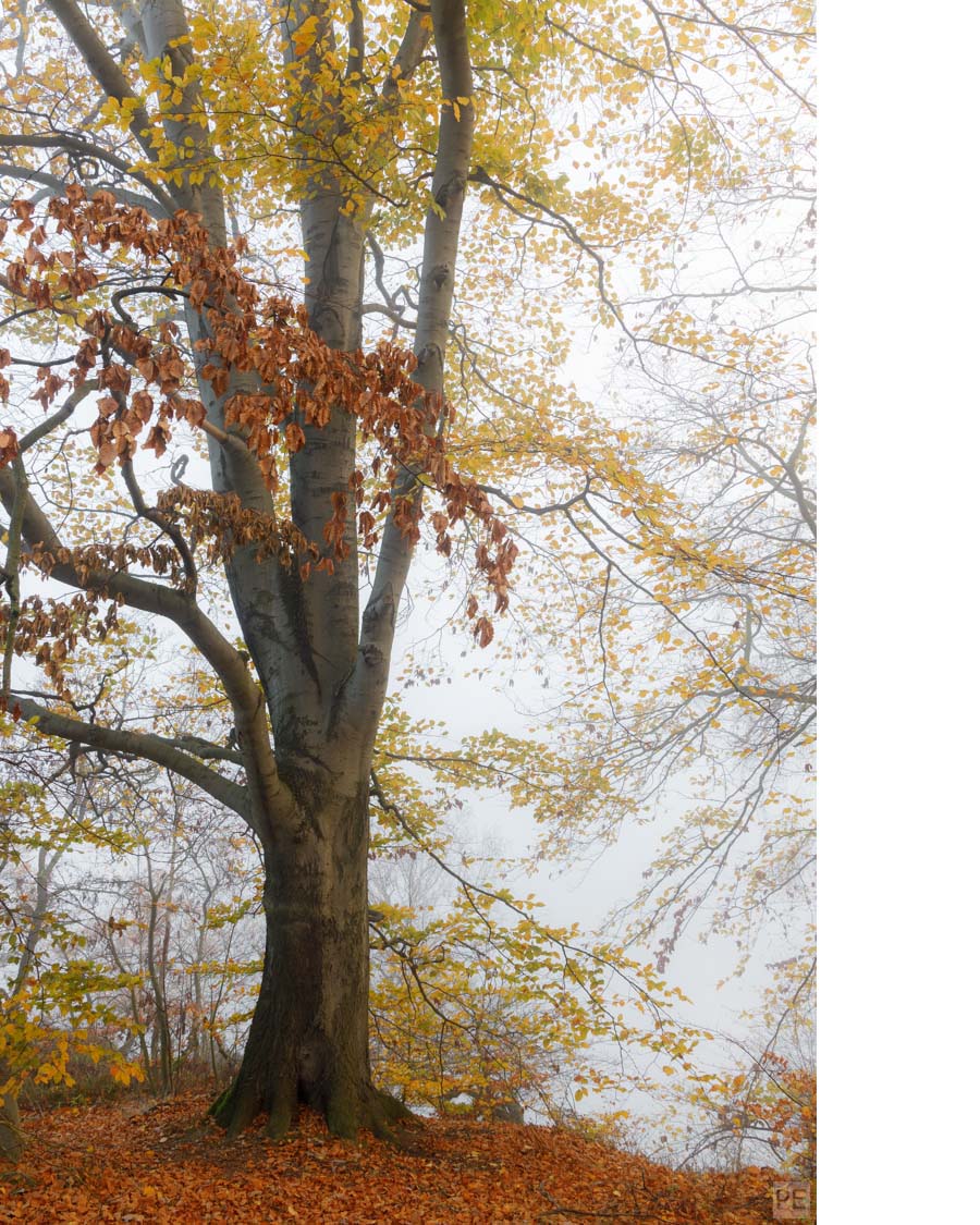 Stille im Wald