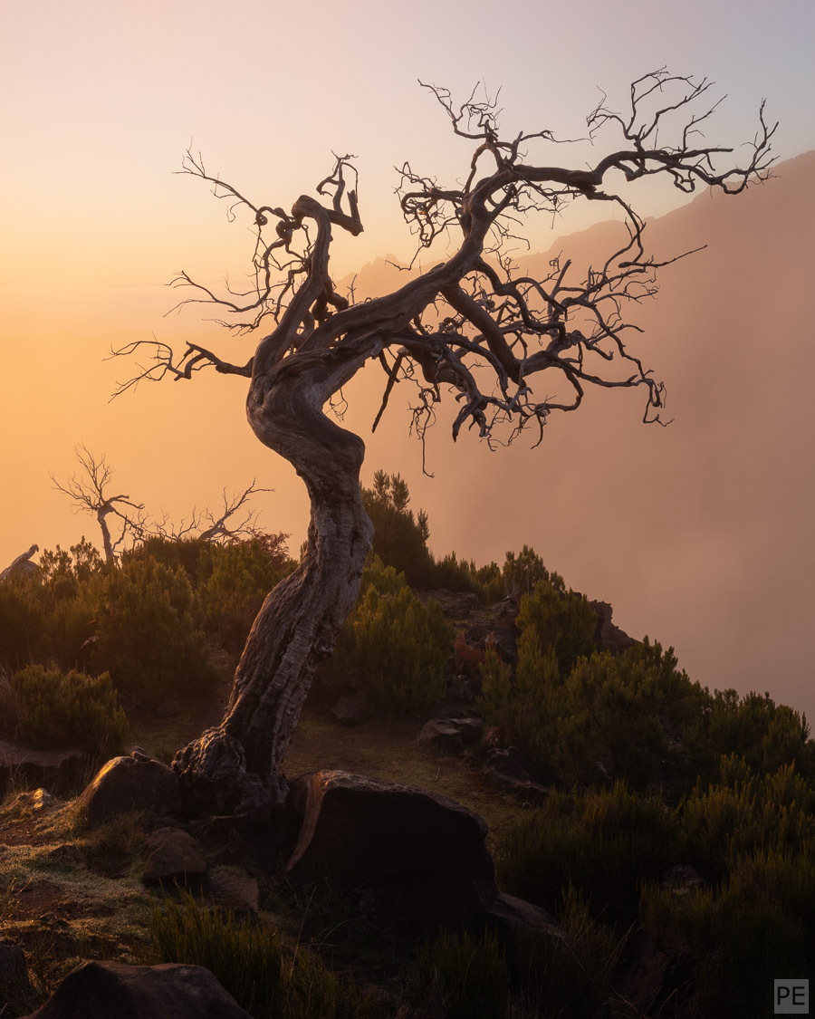 Tree sunrise