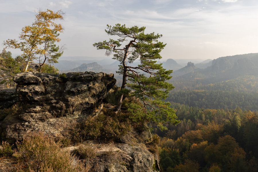 Kiefer, Wald und Felsen im Herbst