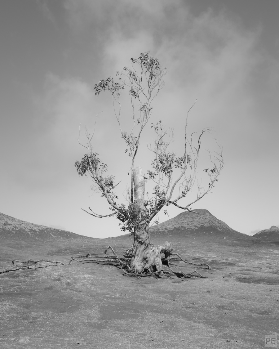 Wüste - Einzelner Baum